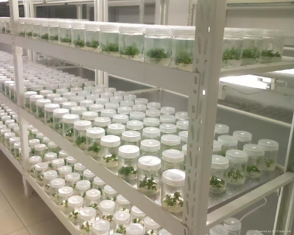 长安组培实验室应该如何布局